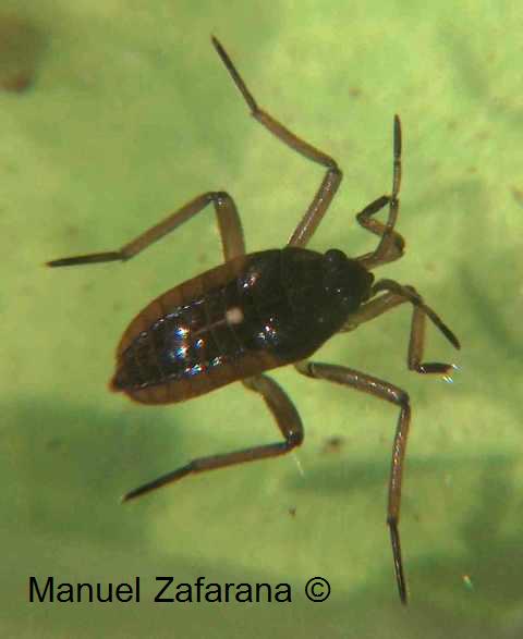 Ninfa di emittero acquatico?